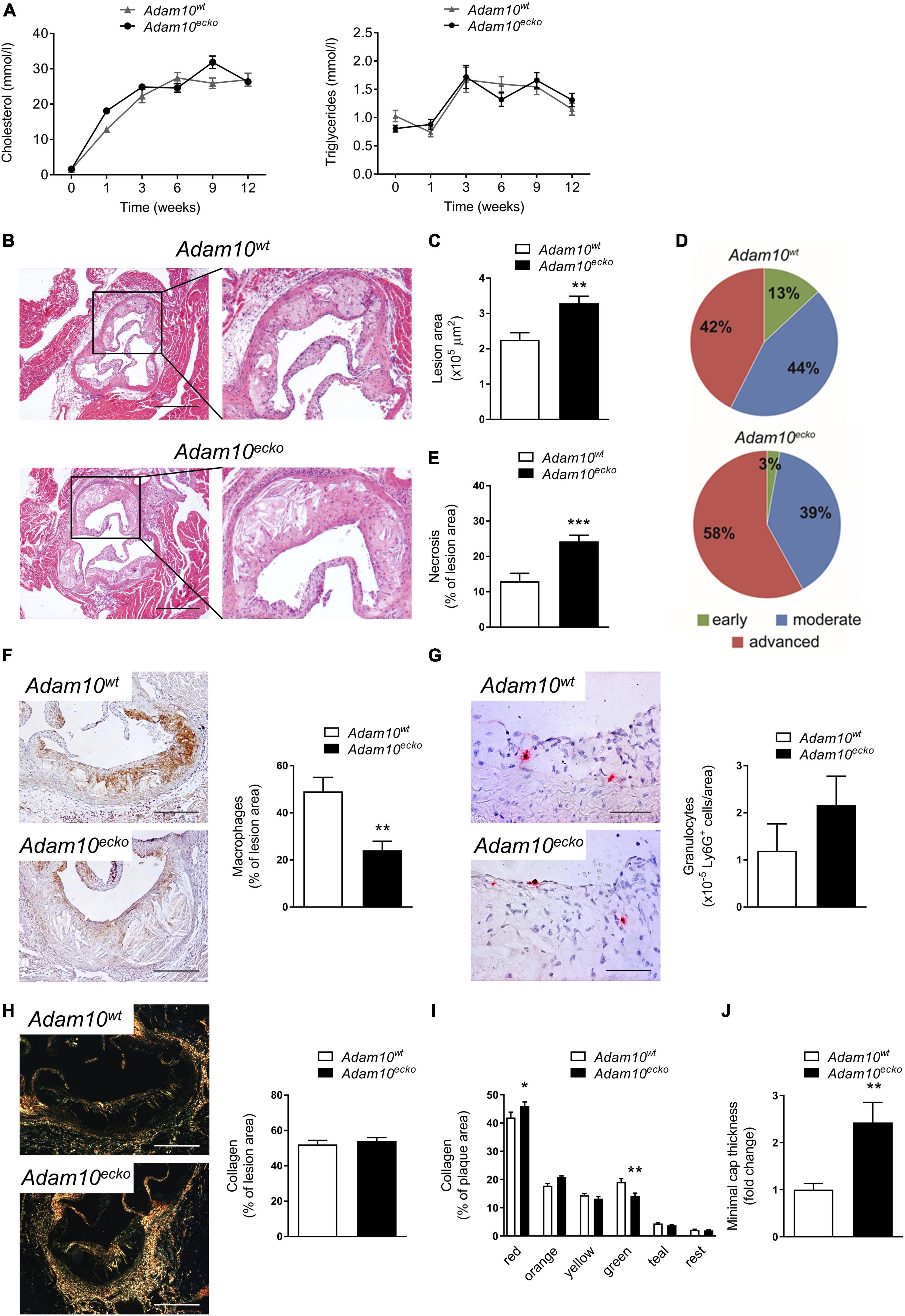 Endothelial ADAM10 controls cellular response to oxLDL and its deficiency exacerbates atherosclerosis with intraplaque hemorrhage and neovascularization in mice